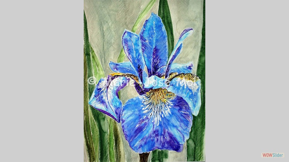 Iris aquarelkrijt 60x80