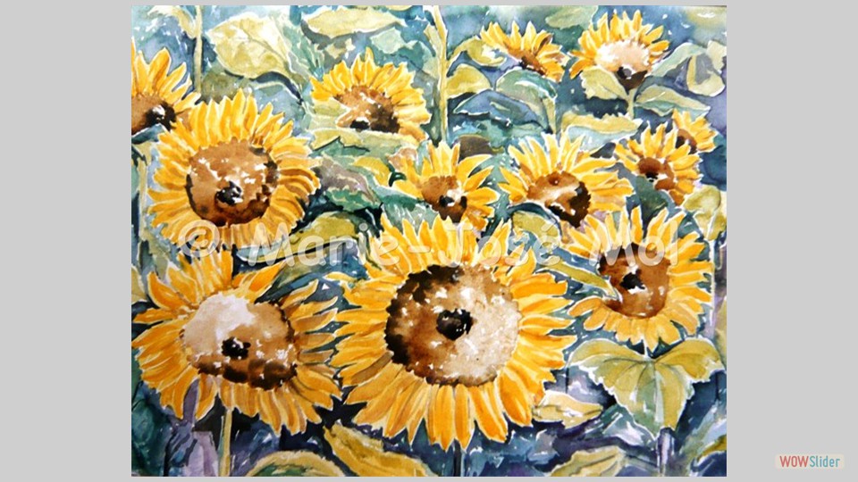 zonnebloemen 50x60
